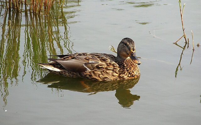 Udvid dit ordforråd: Ordtyper som ofte går igen i krydsord